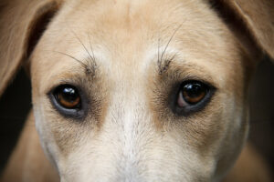 Ansiedade Canina
